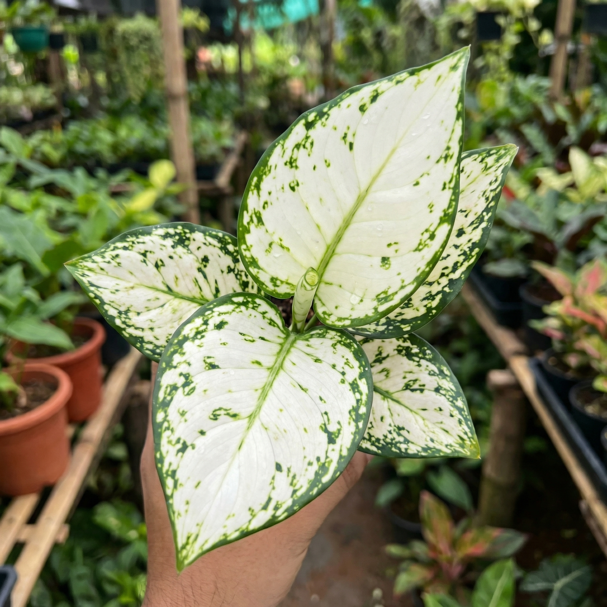 Aglaonema Snow White