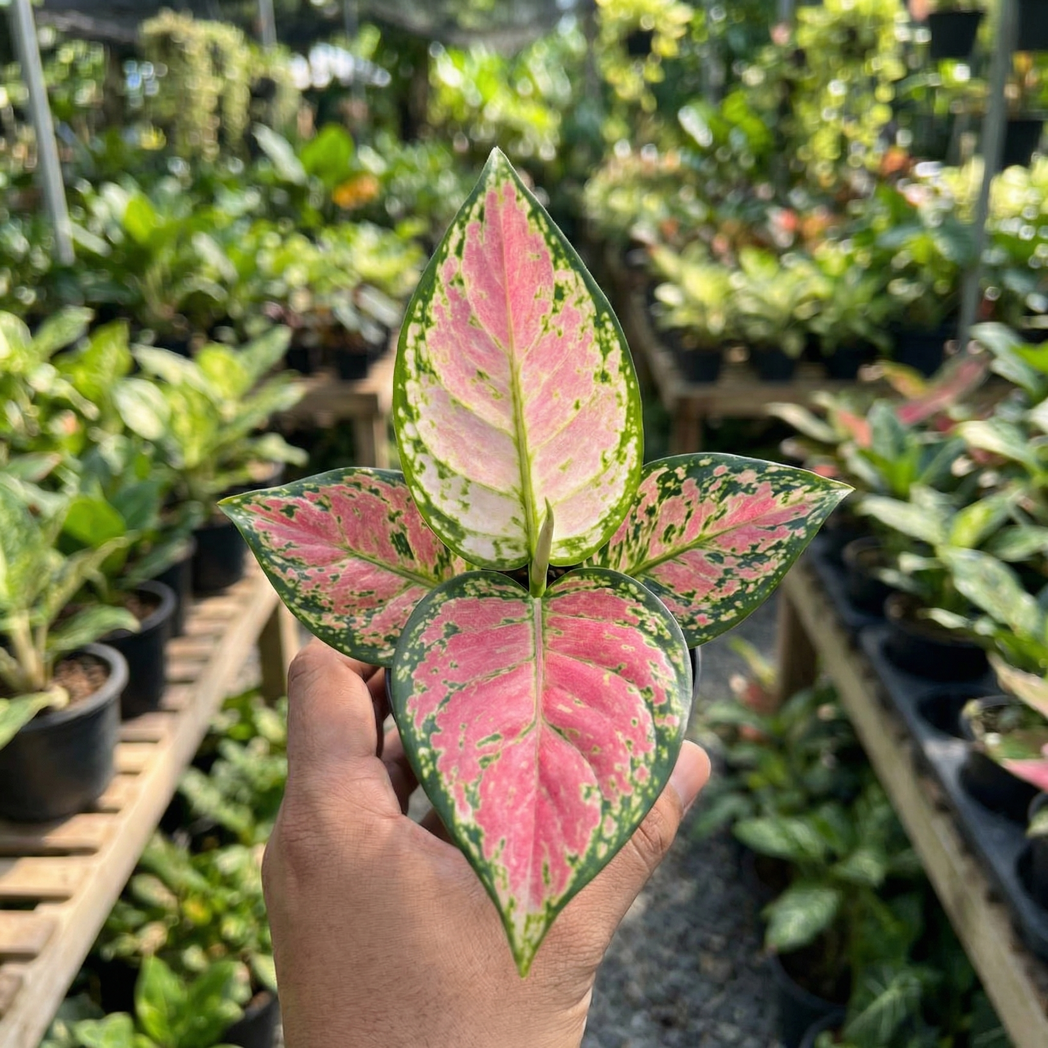 Aglaonema Lady Valentine