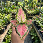 Aglaonema Lady Valentine