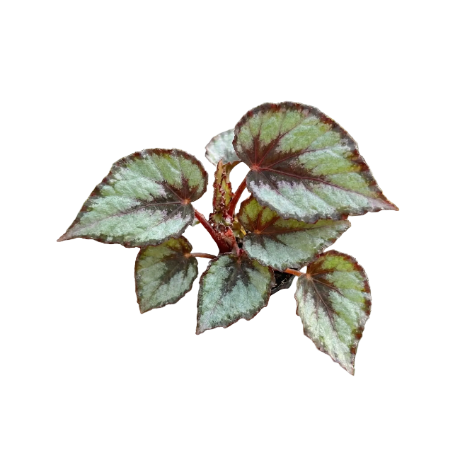 Decorative