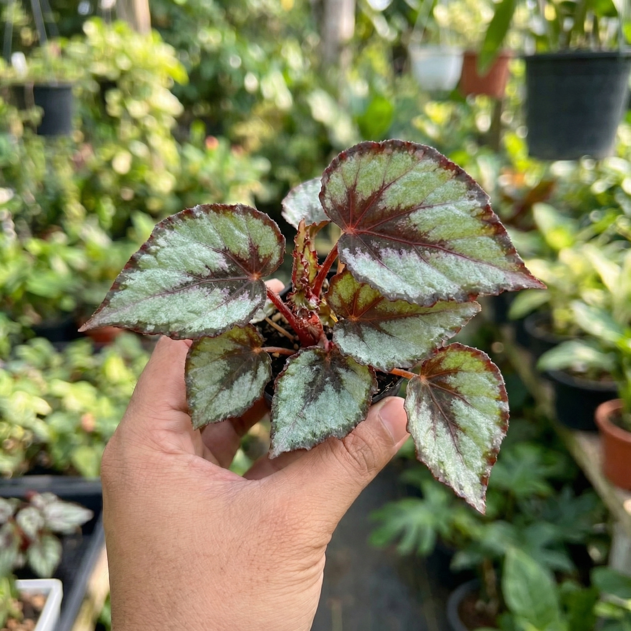 Rex Begonia