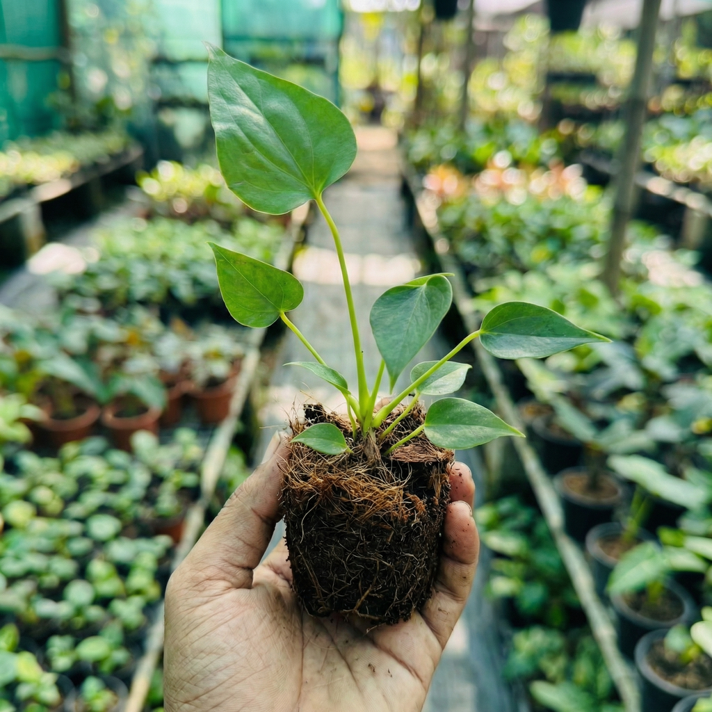 Anthurium Red