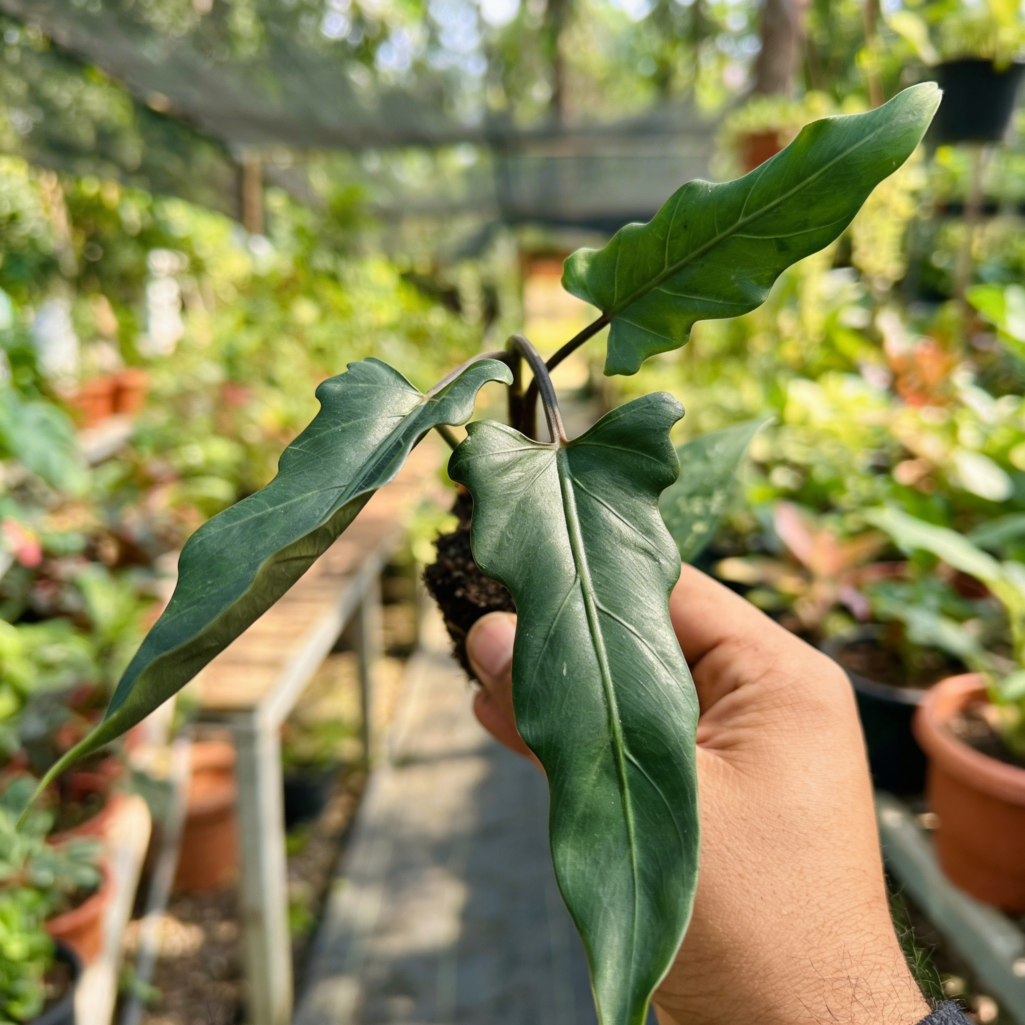 Alocasia Lauterbachiana