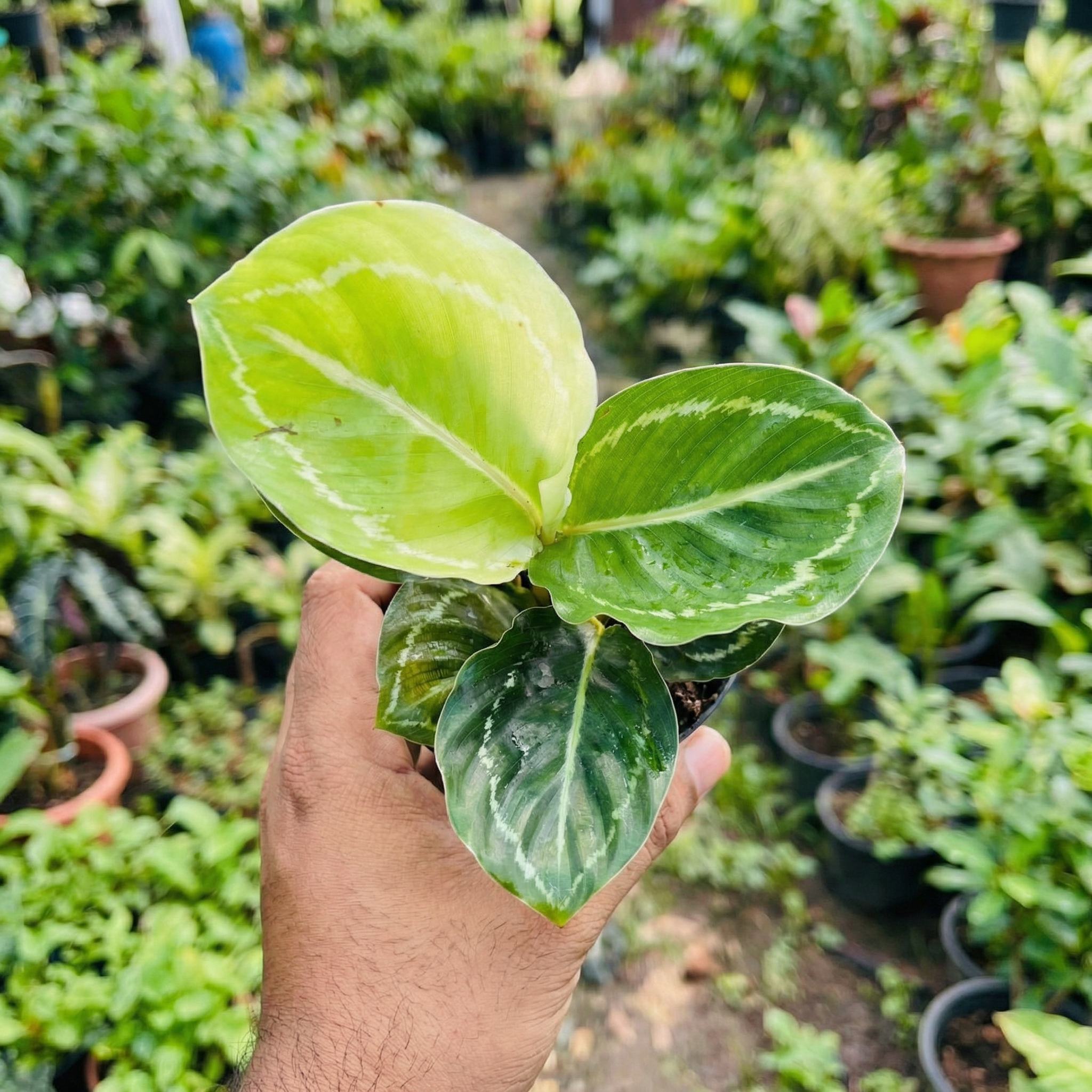 Calathea Roseopicta Green Lipstick