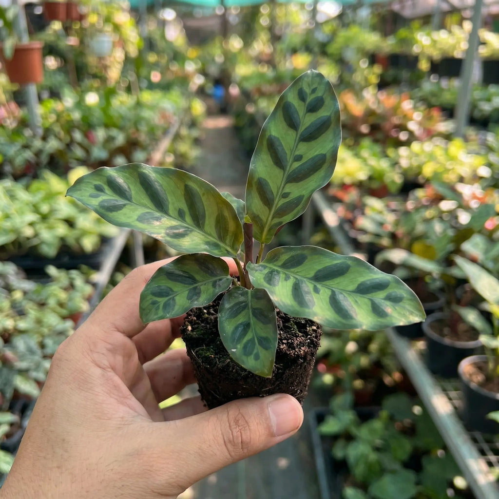 Calathea Lancifolia