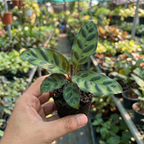 Calathea Lancifolia
