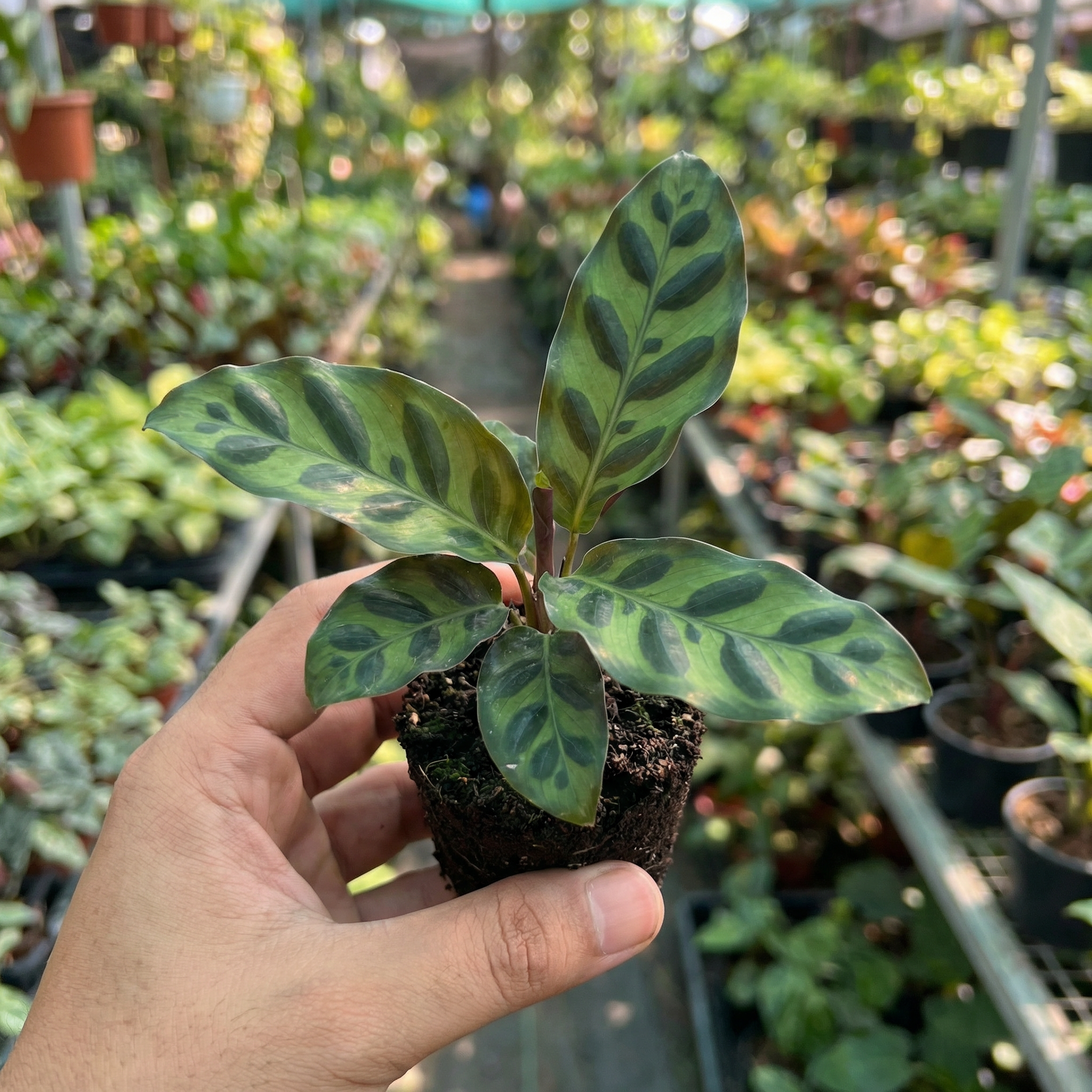Calathea Lancifolia
