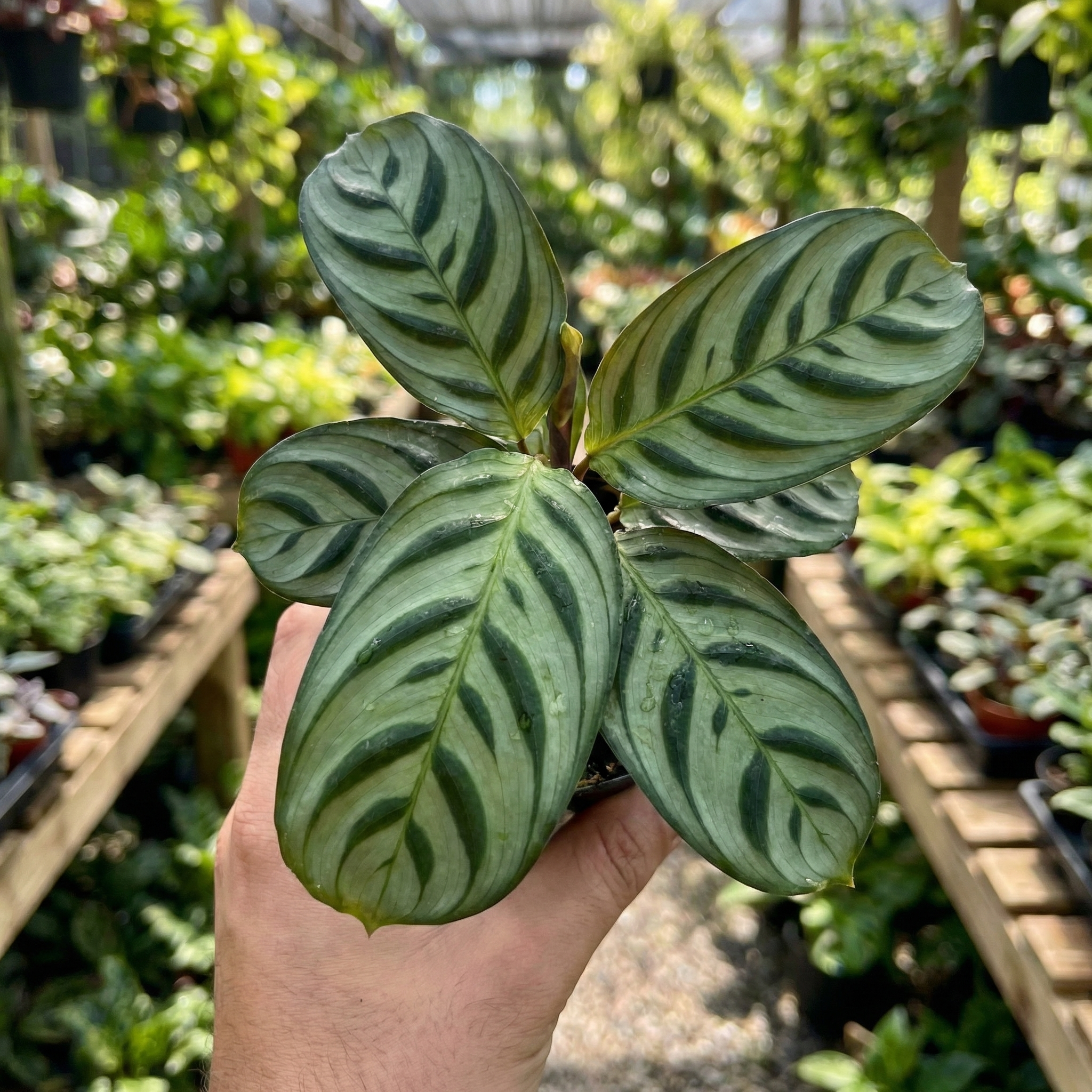 Calathea Louisae
