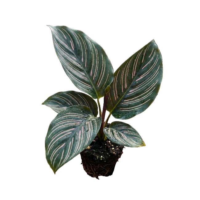 Decorative