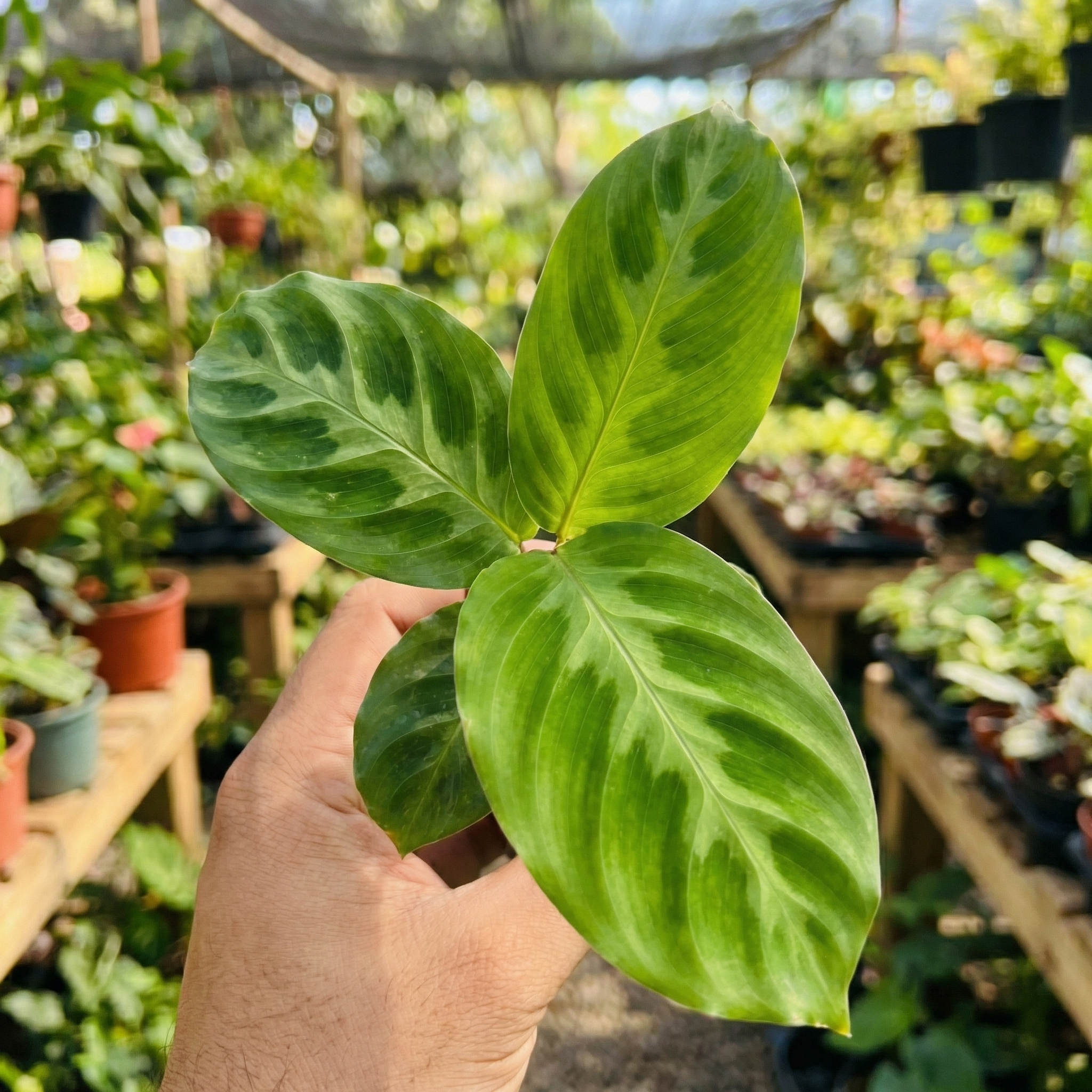 Calathea Warscewiczii