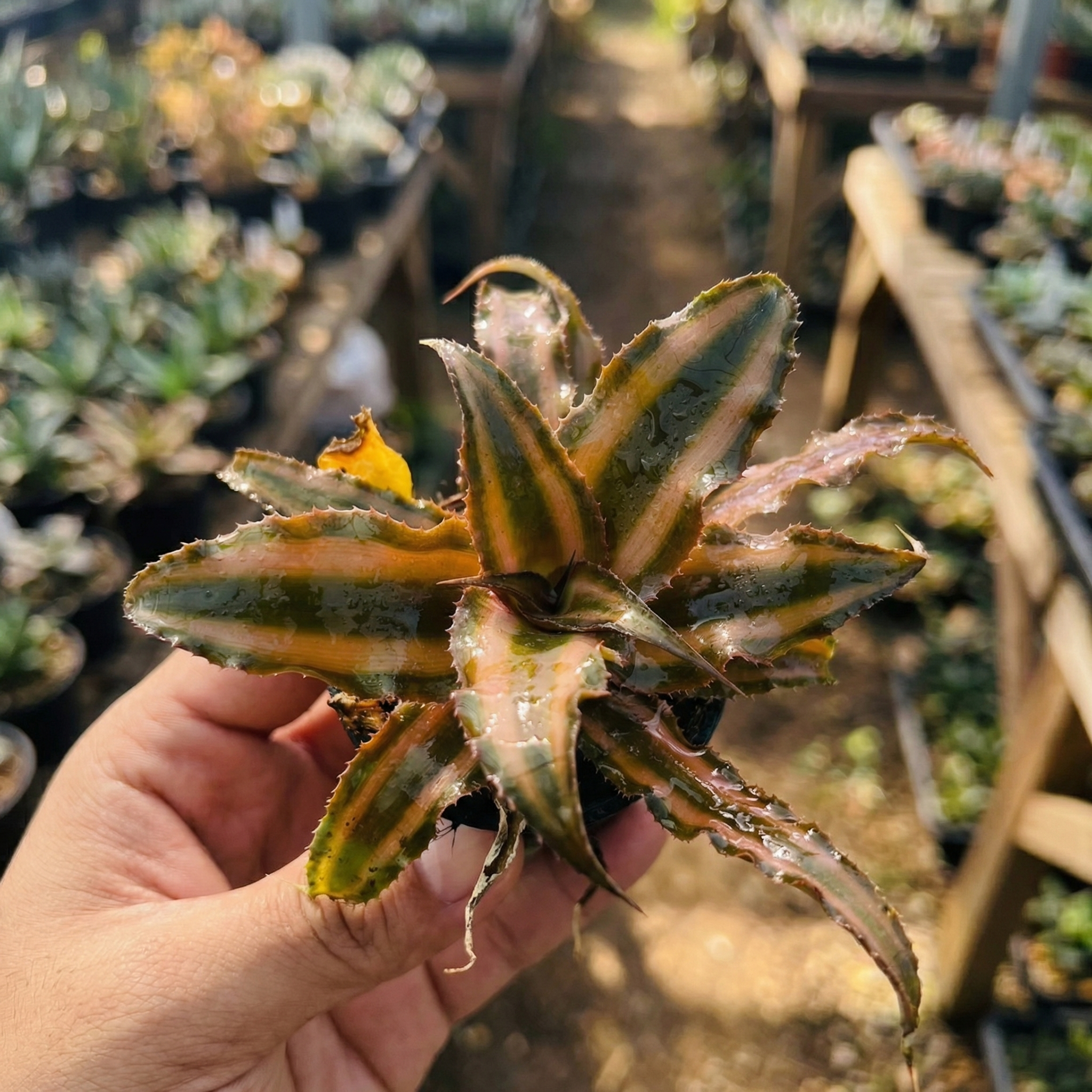 Cryptanthus Bivittatus