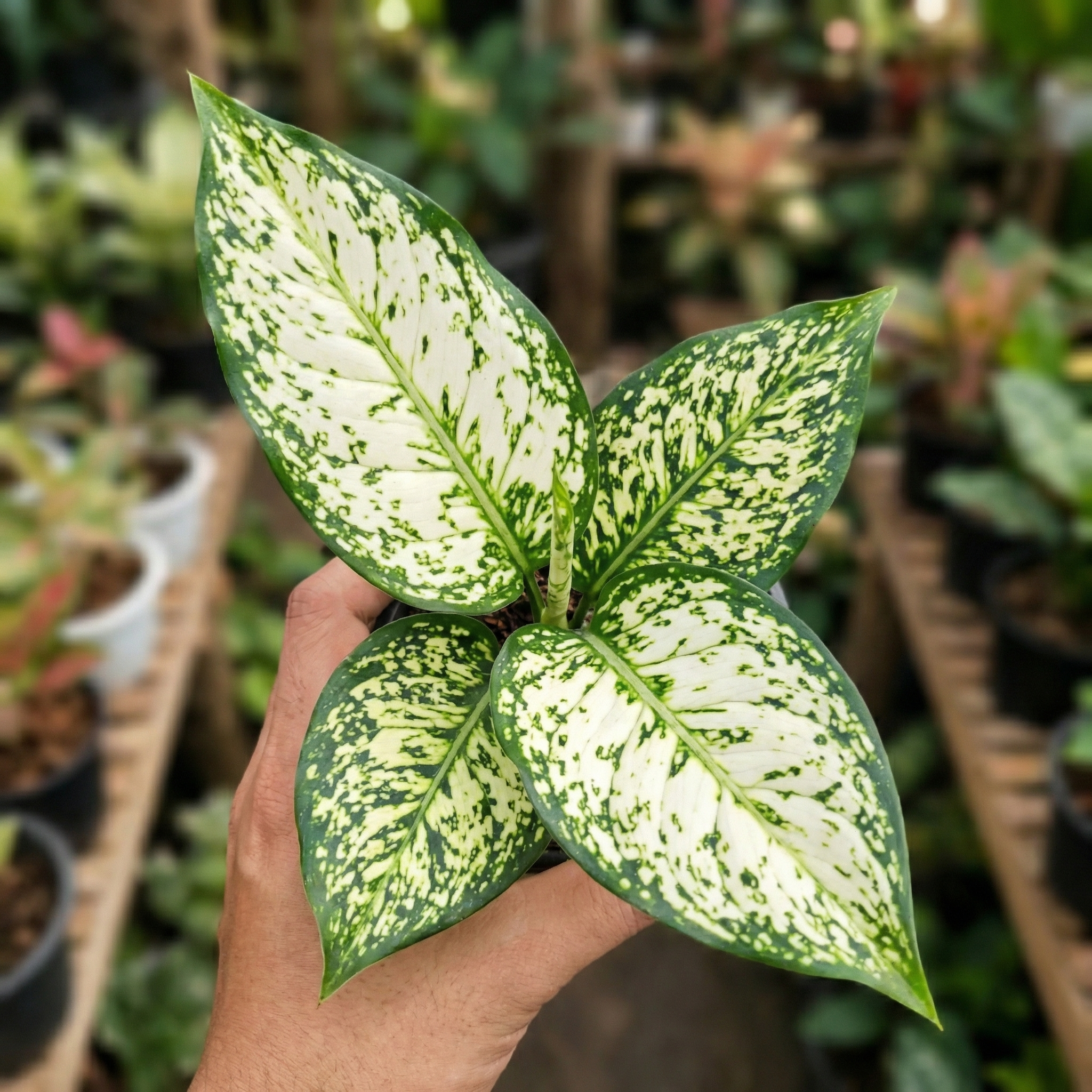 Dieffenbachia Seguine