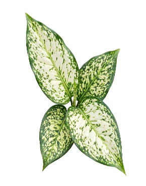 Decorative