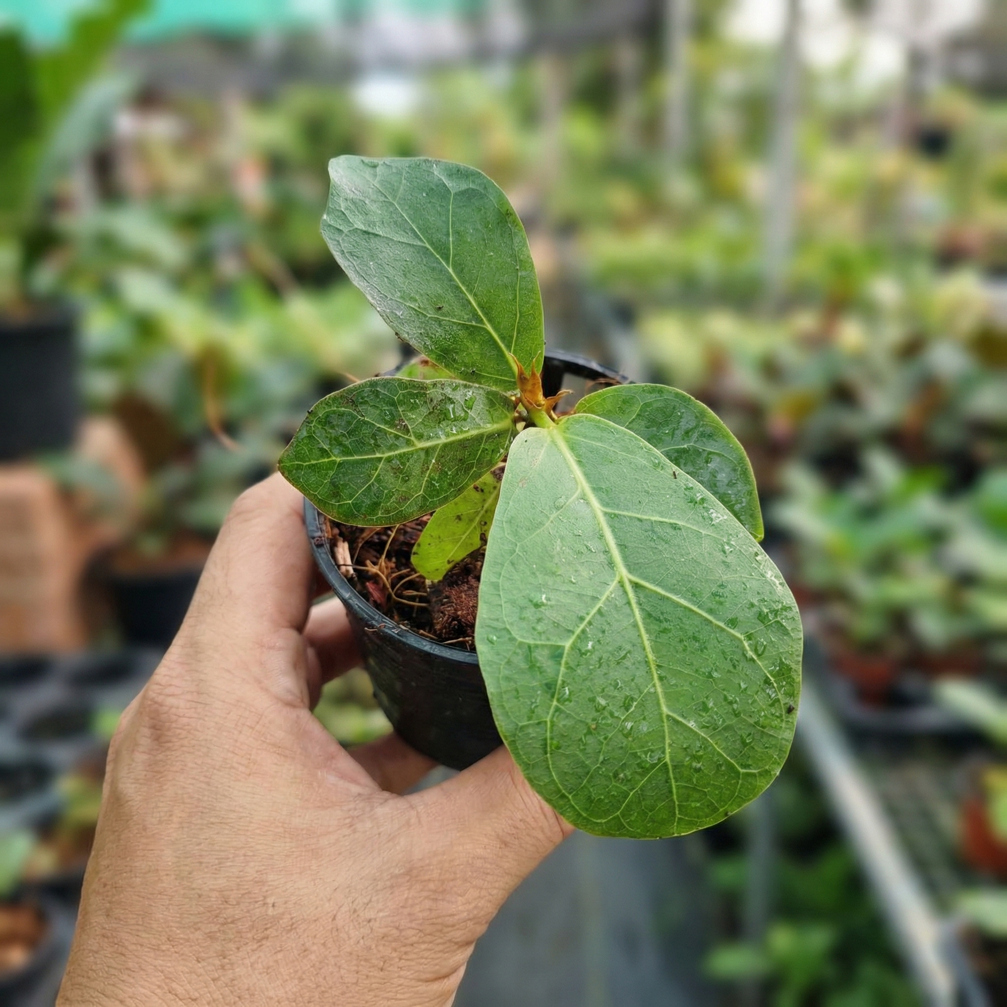 Ficus Lyrata