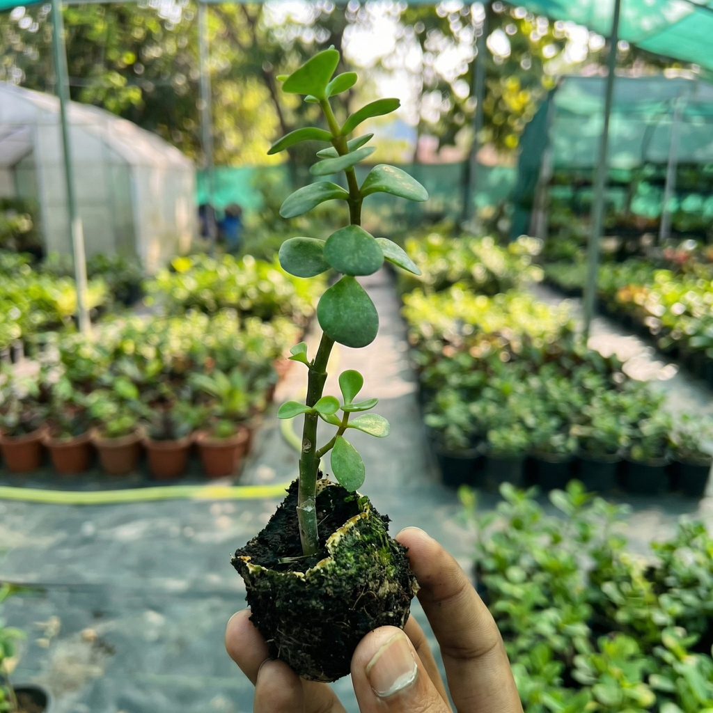 Jade