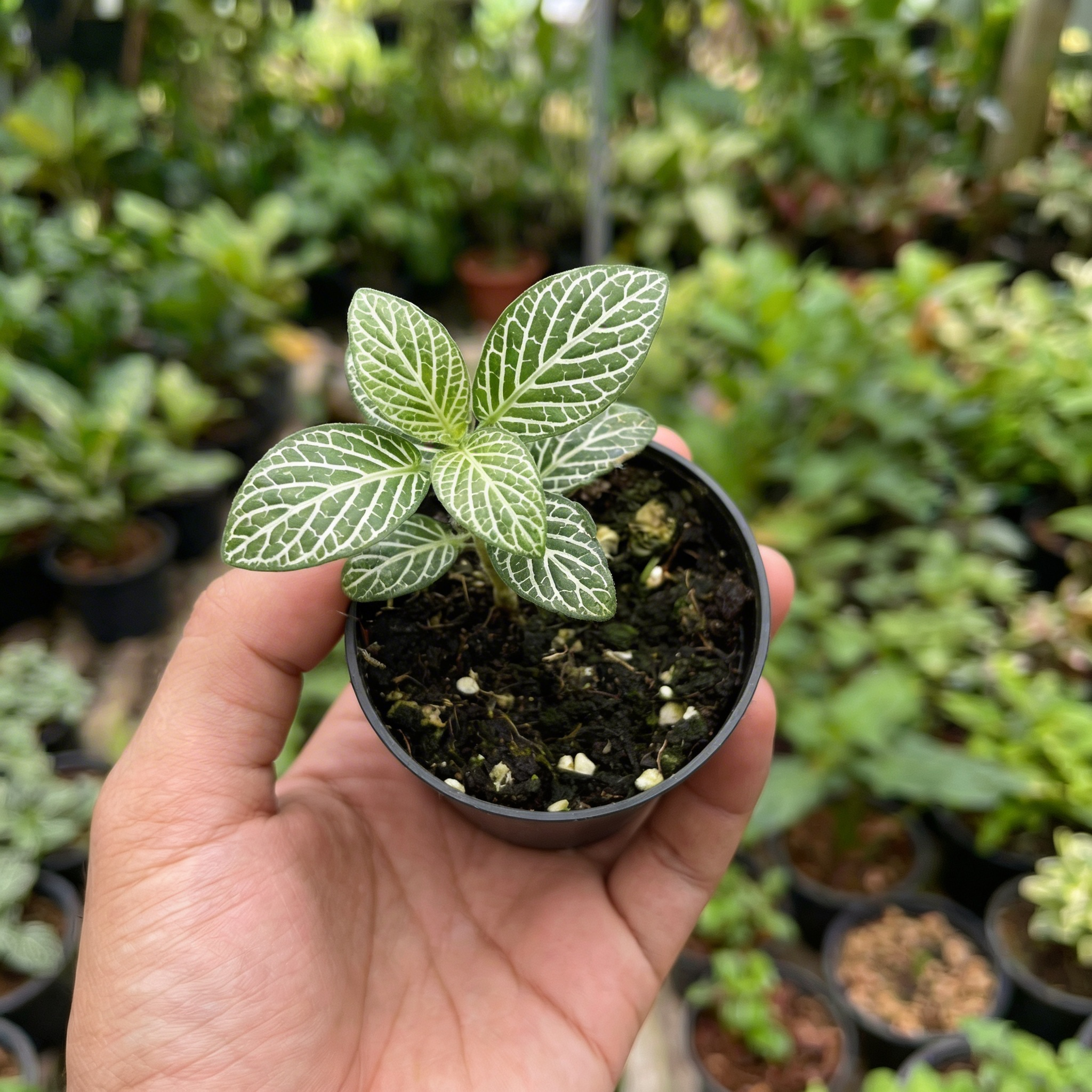 Fittonia