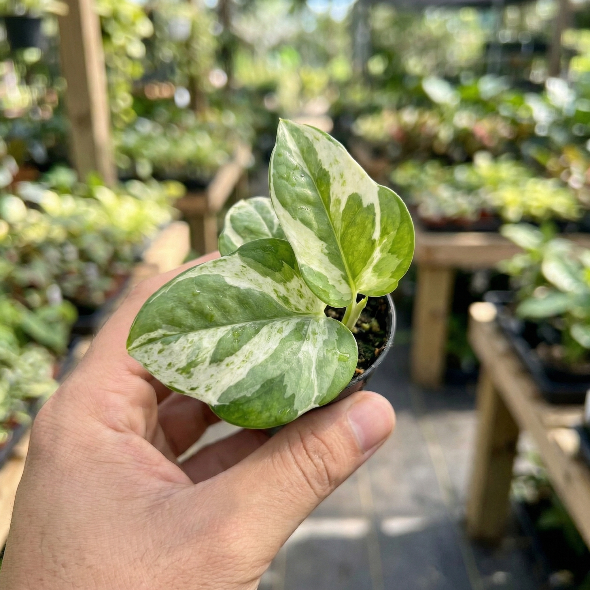 Money Plant Enjoy