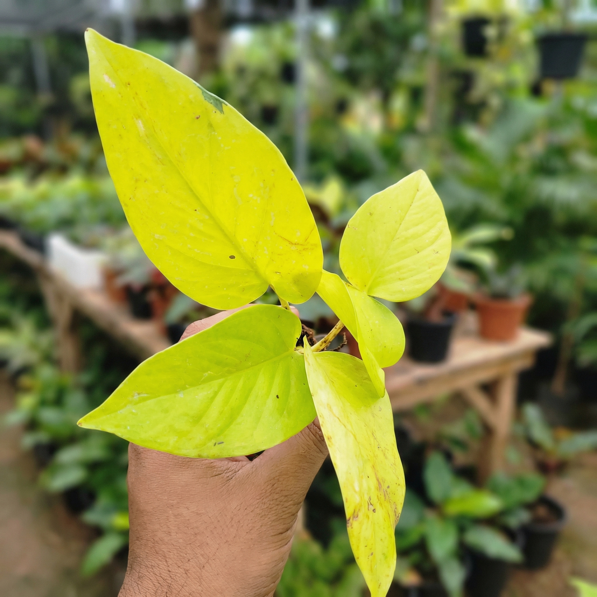 Money Plant Golden