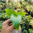 Spathiphyllum - Peace Lilly