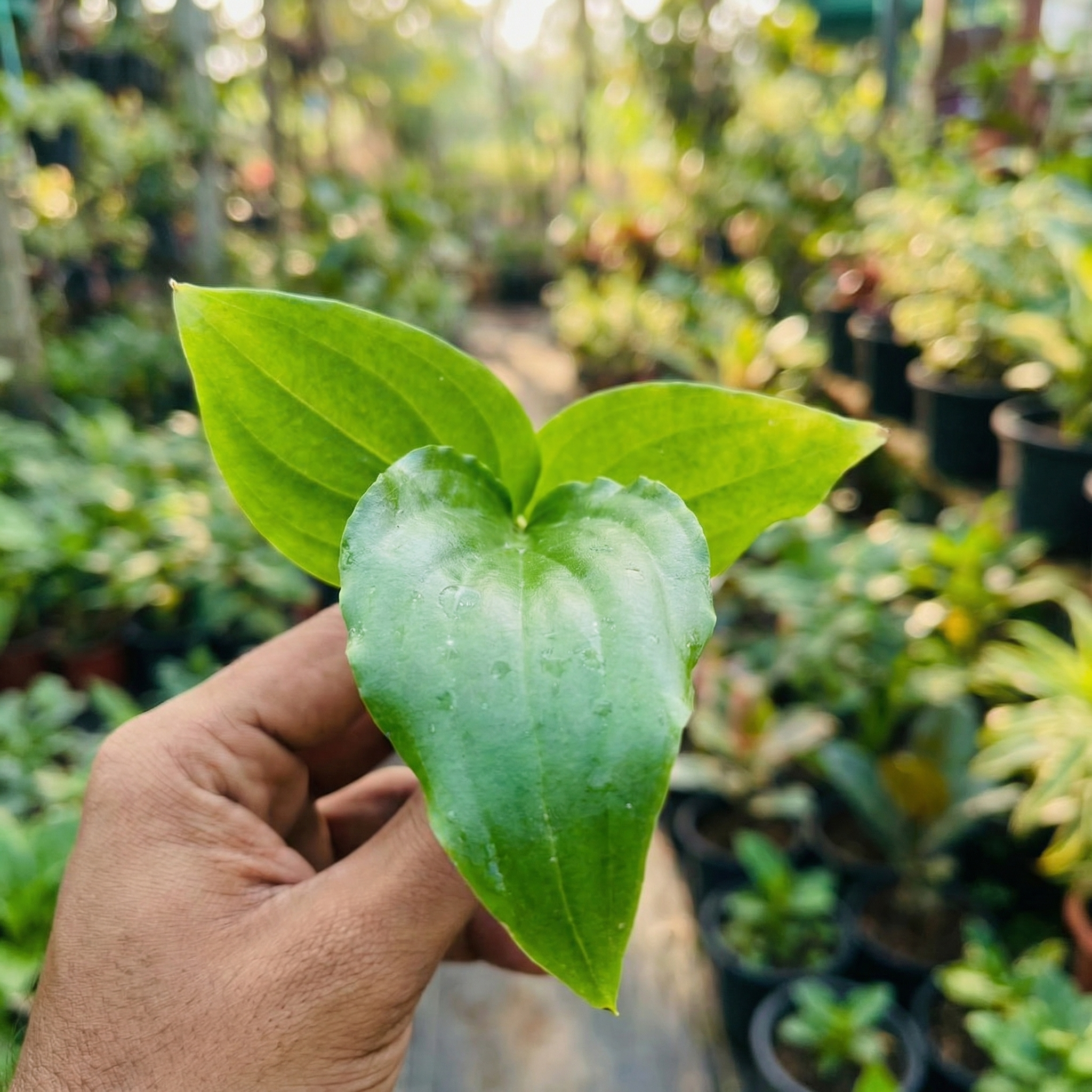 Spathiphyllum - Peace Lilly