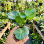Pepperomia