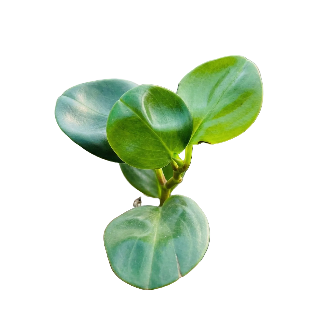Decorative