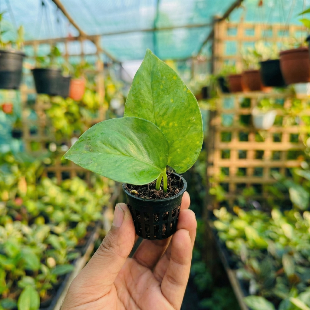 Money Plant