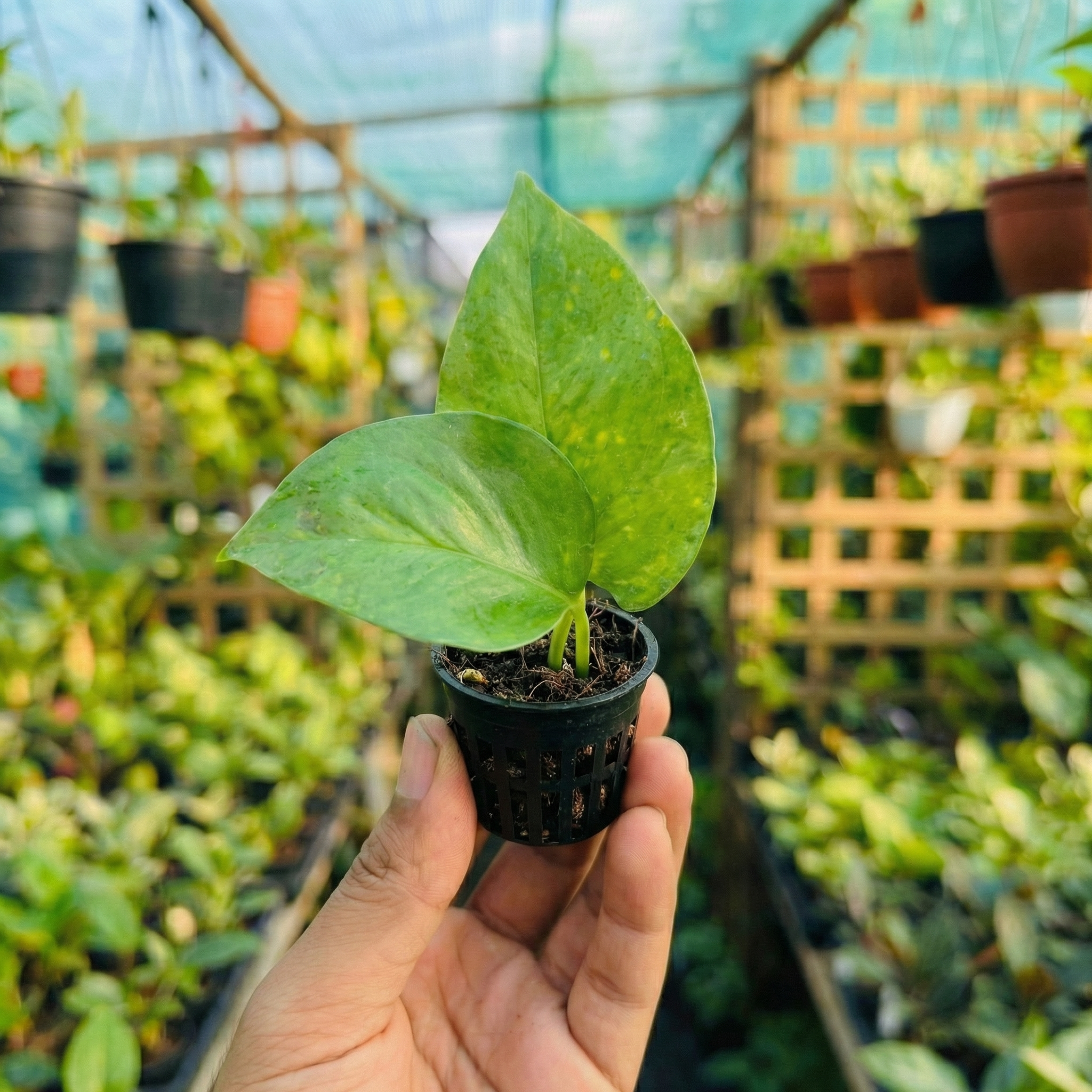Money Plant