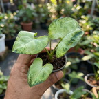 Syngonium Alba
