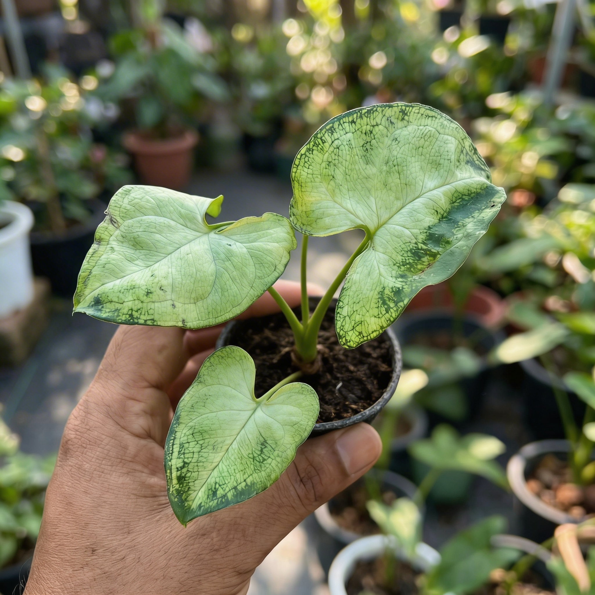 Syngonium Alba