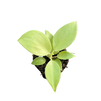 Decorative