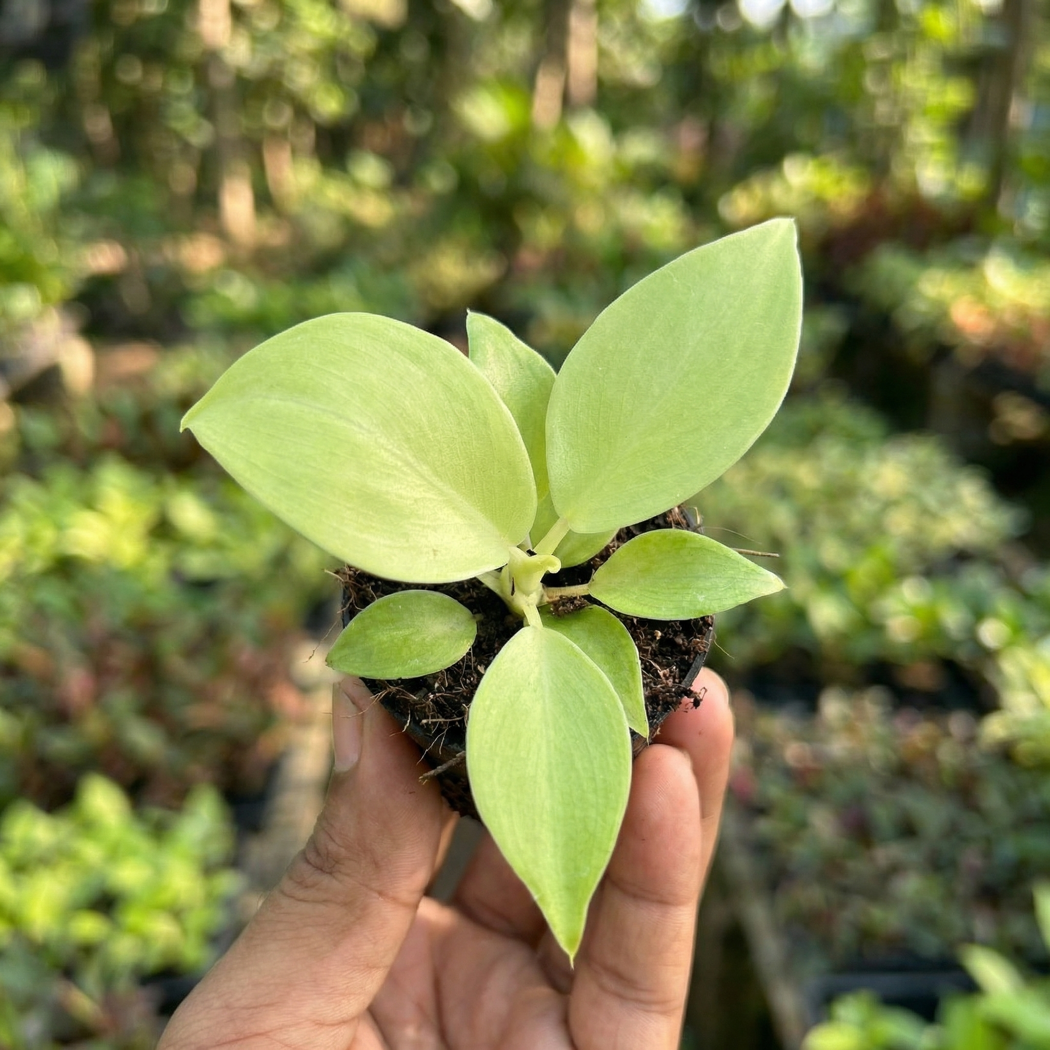 Philodendron Ceylon Gold