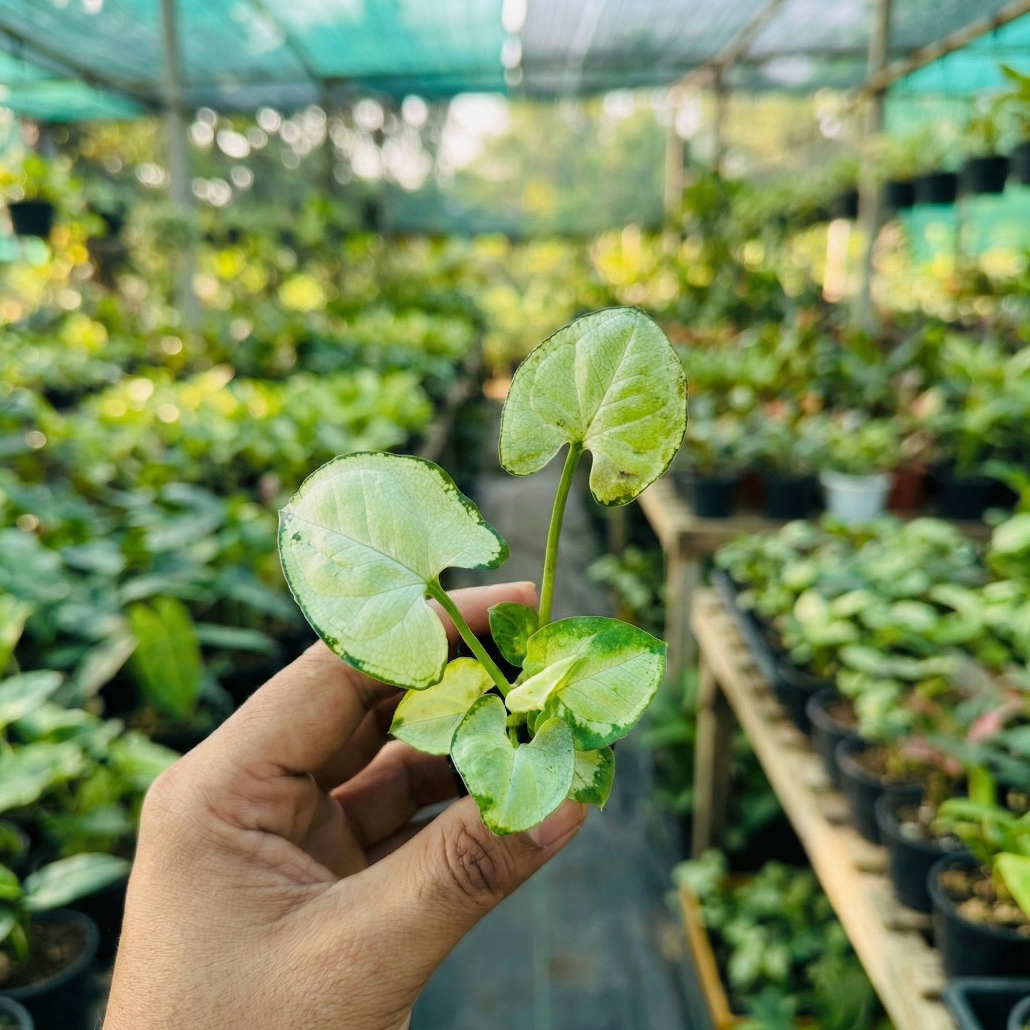 Syngonium White Butterfly