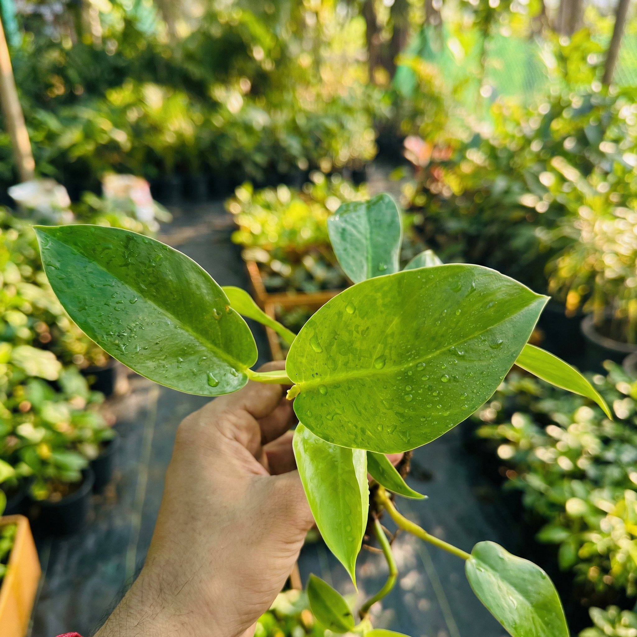 Philodendron Squamiferum