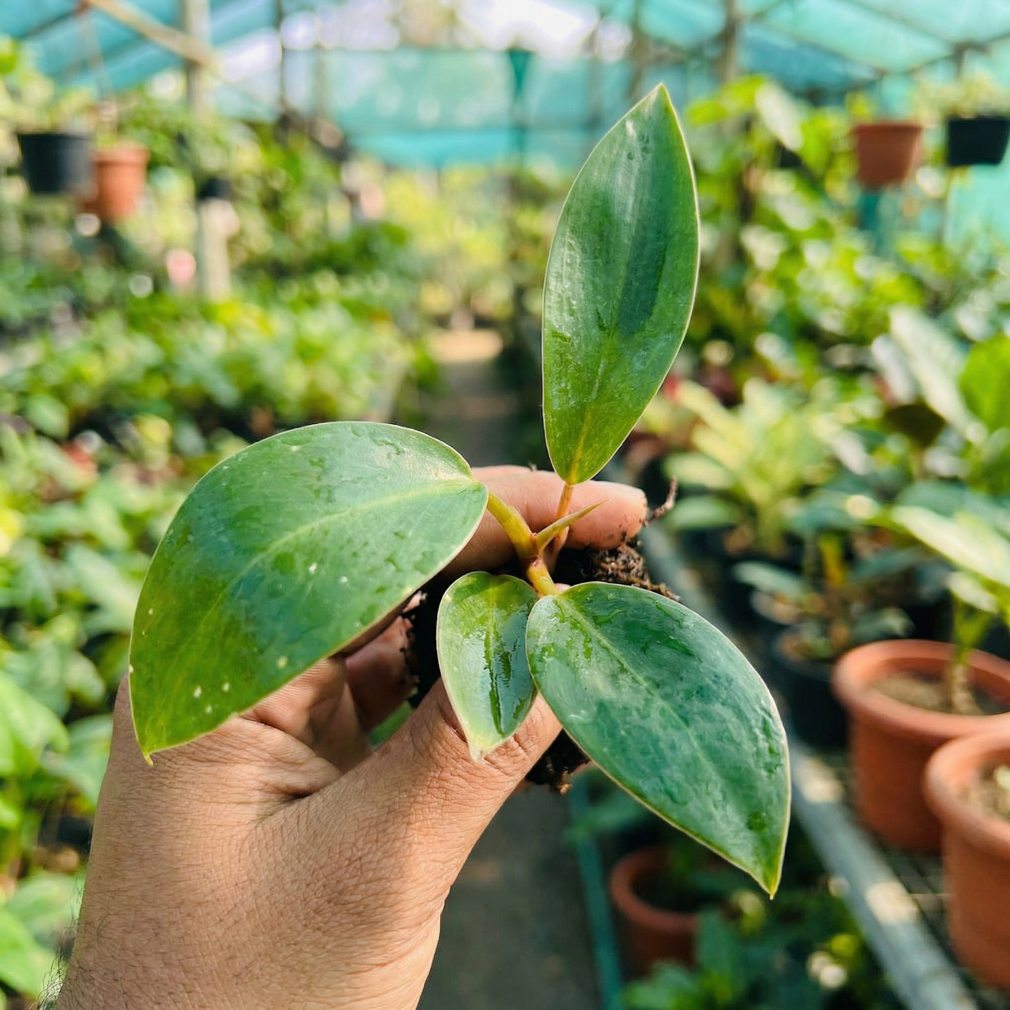 Philodendron Congo Red