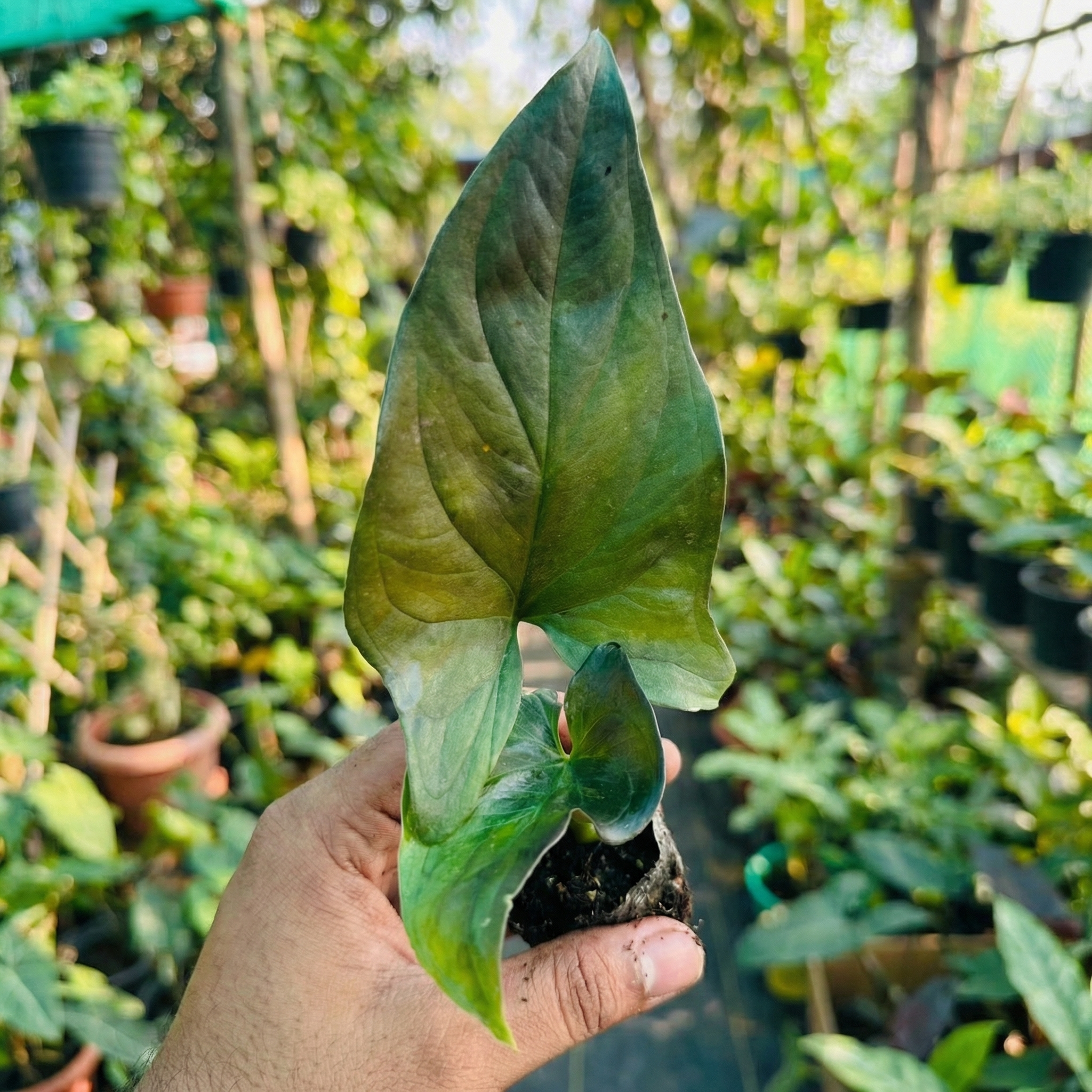 Syngonium Green