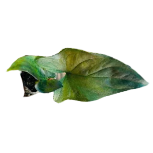 Decorative