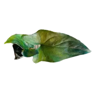 Decorative