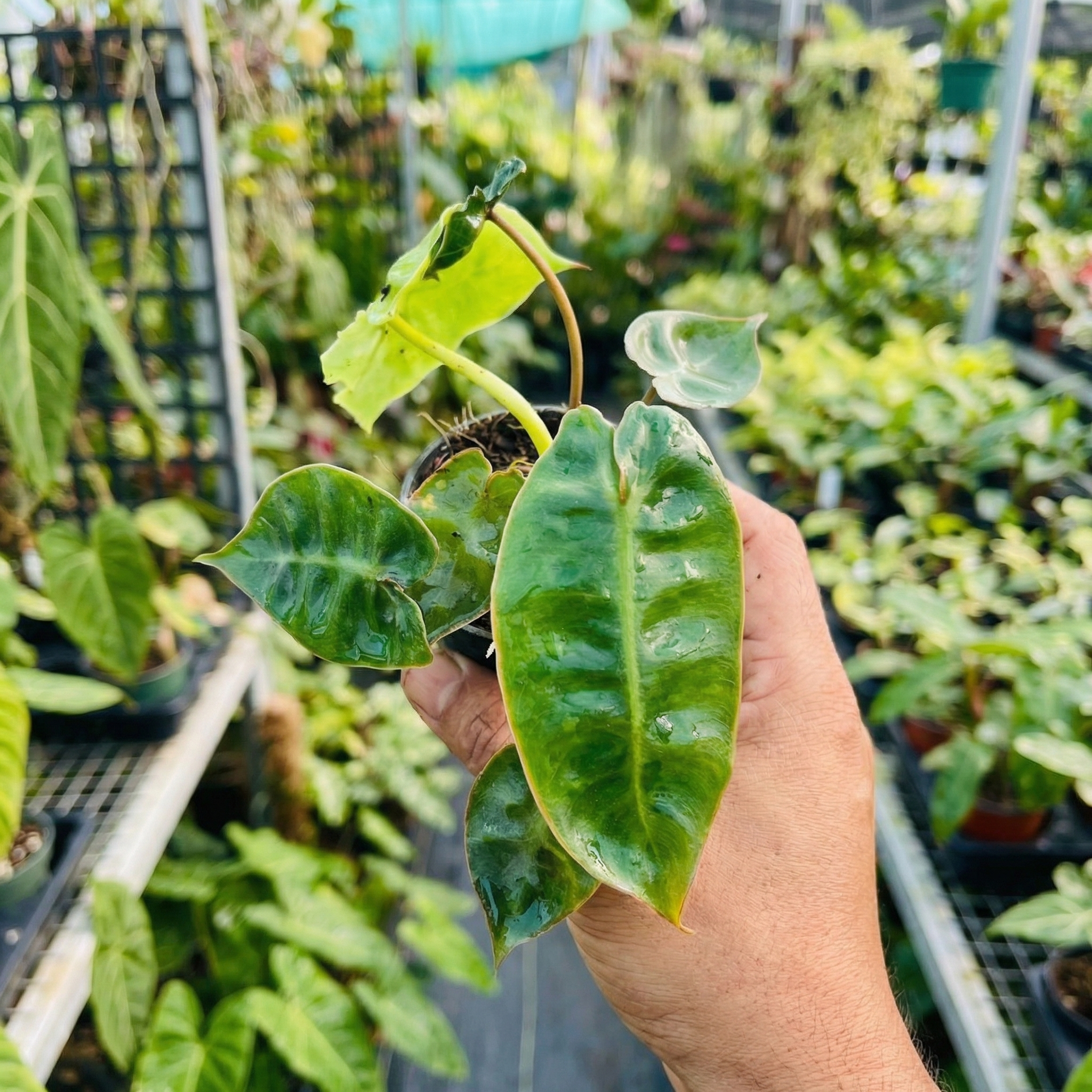 Philodendron Billietiae