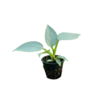 Decorative