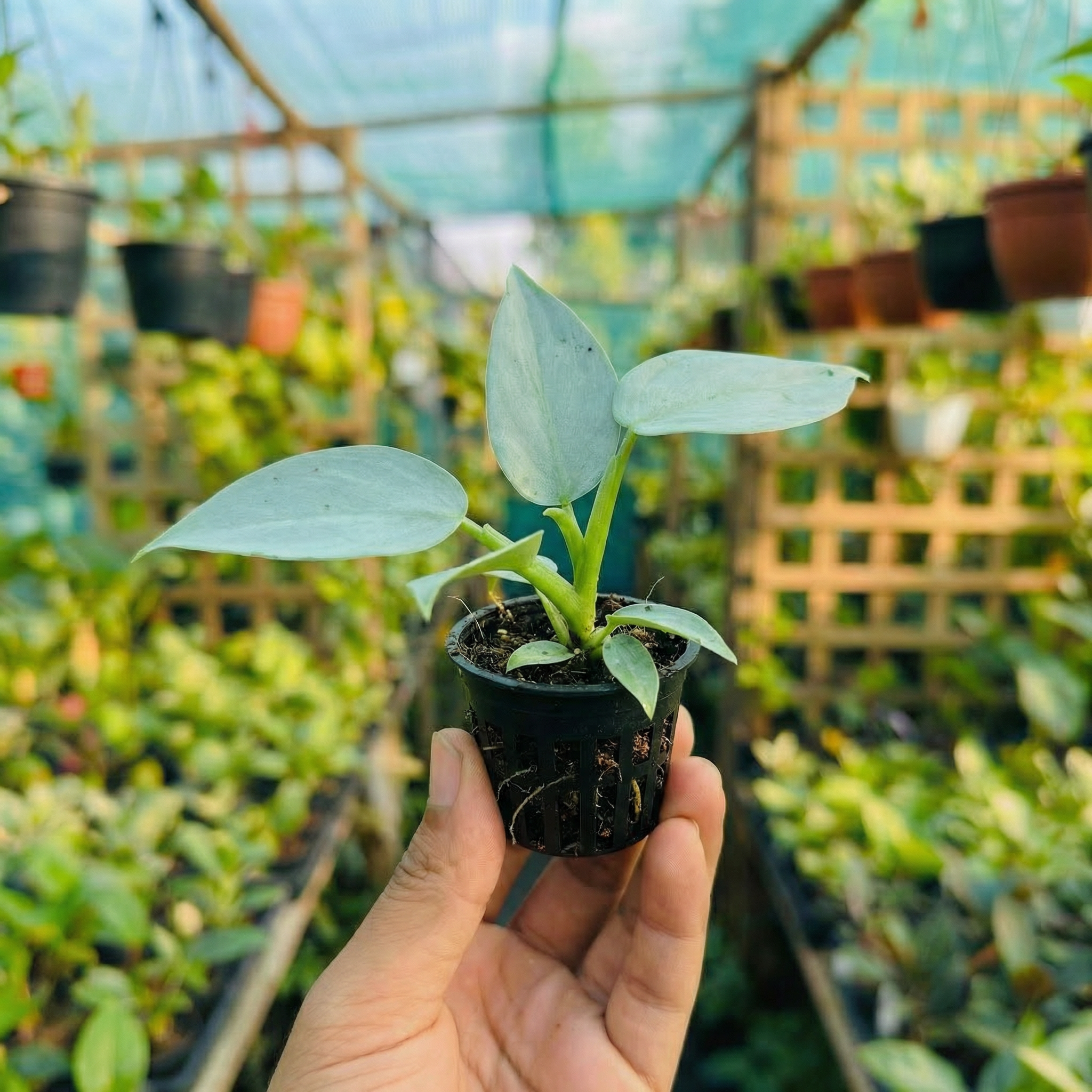 Philodendron Silver Sword