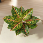 Aglaonema Rotundum Hybrid Peacock