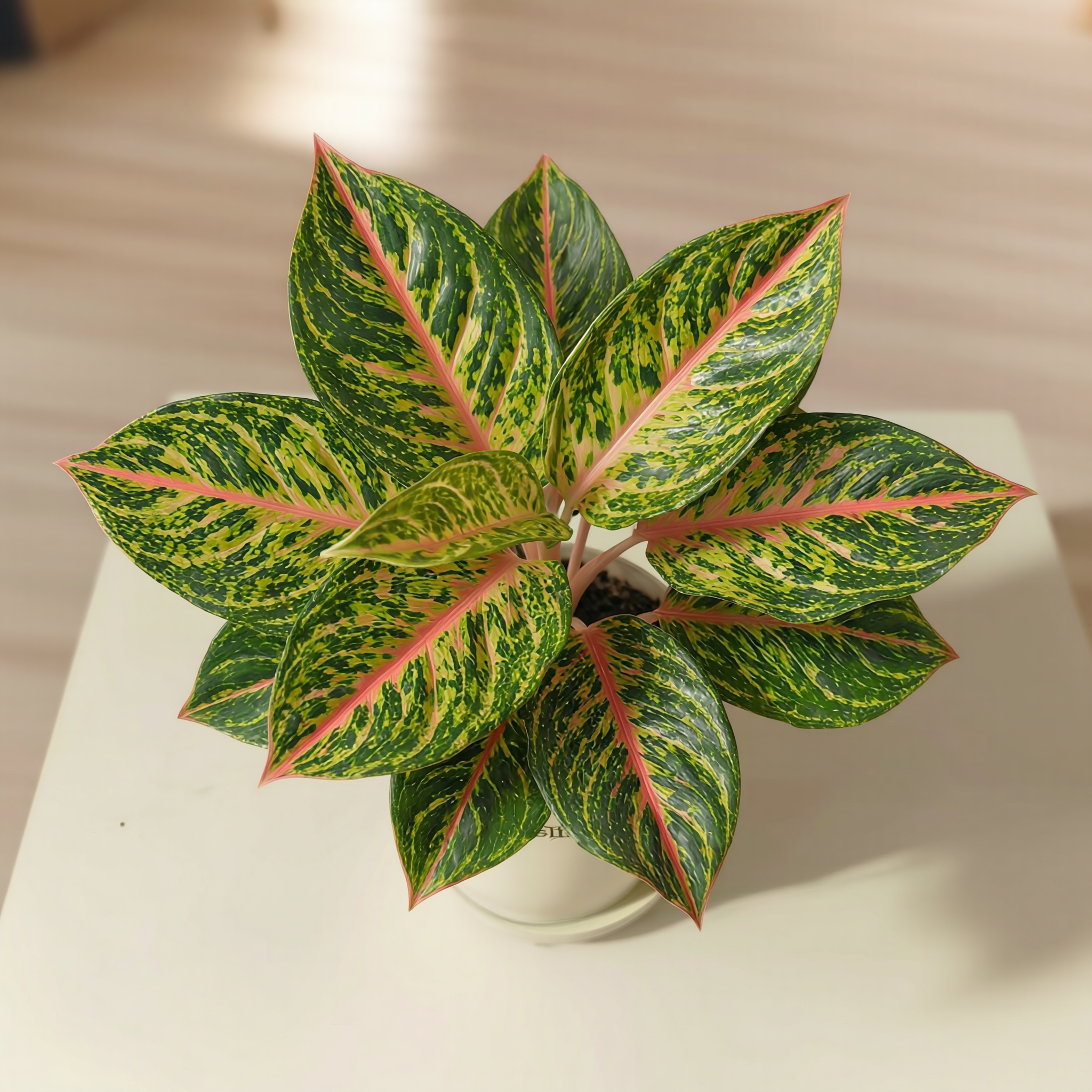 Aglaonema Rotundum Hybrid Peacock