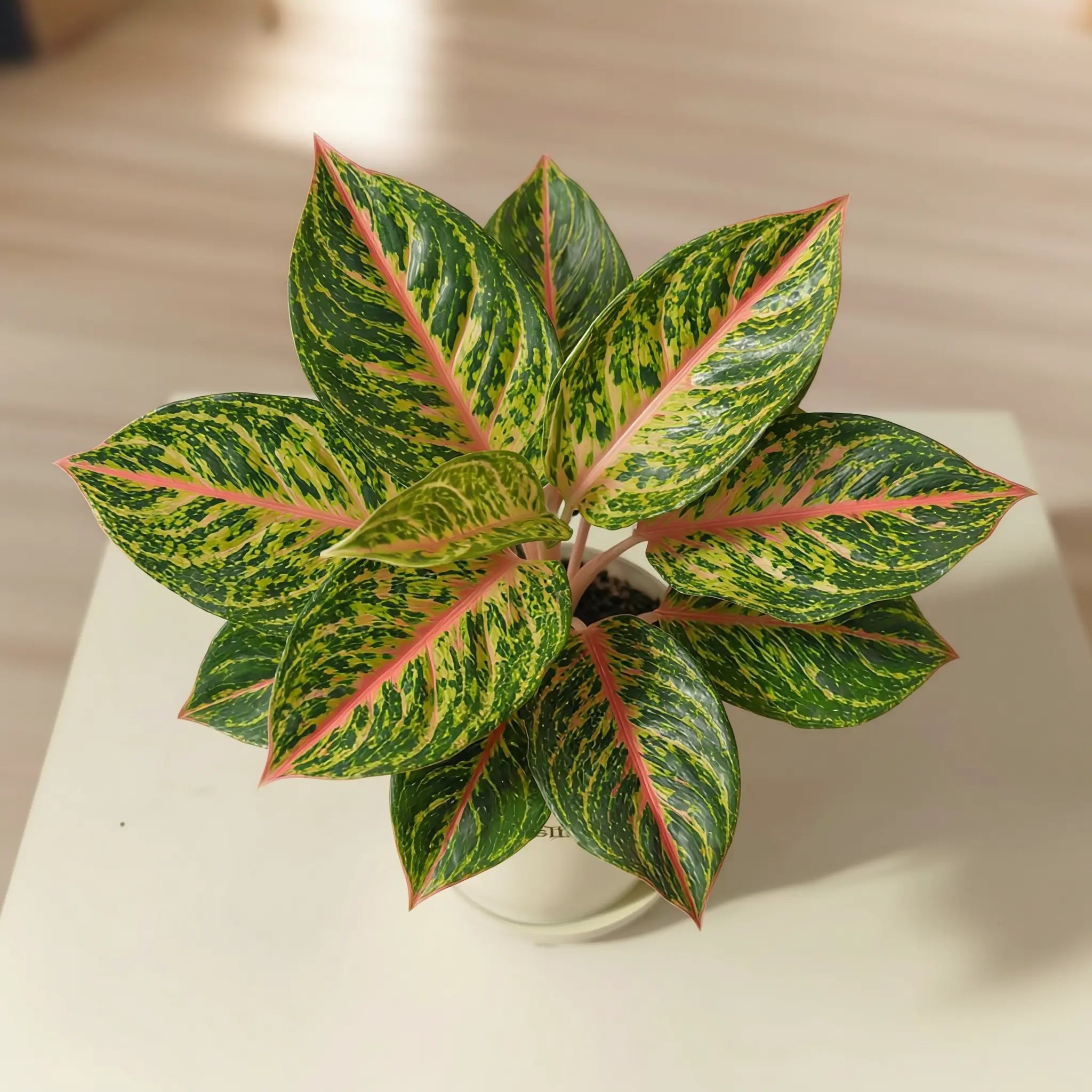 Aglaonema Rotundum Hybrid Peacock