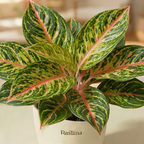 Aglaonema Rotundum Hybrid Peacock