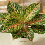 Aglaonema Rotundum Hybrid Peacock