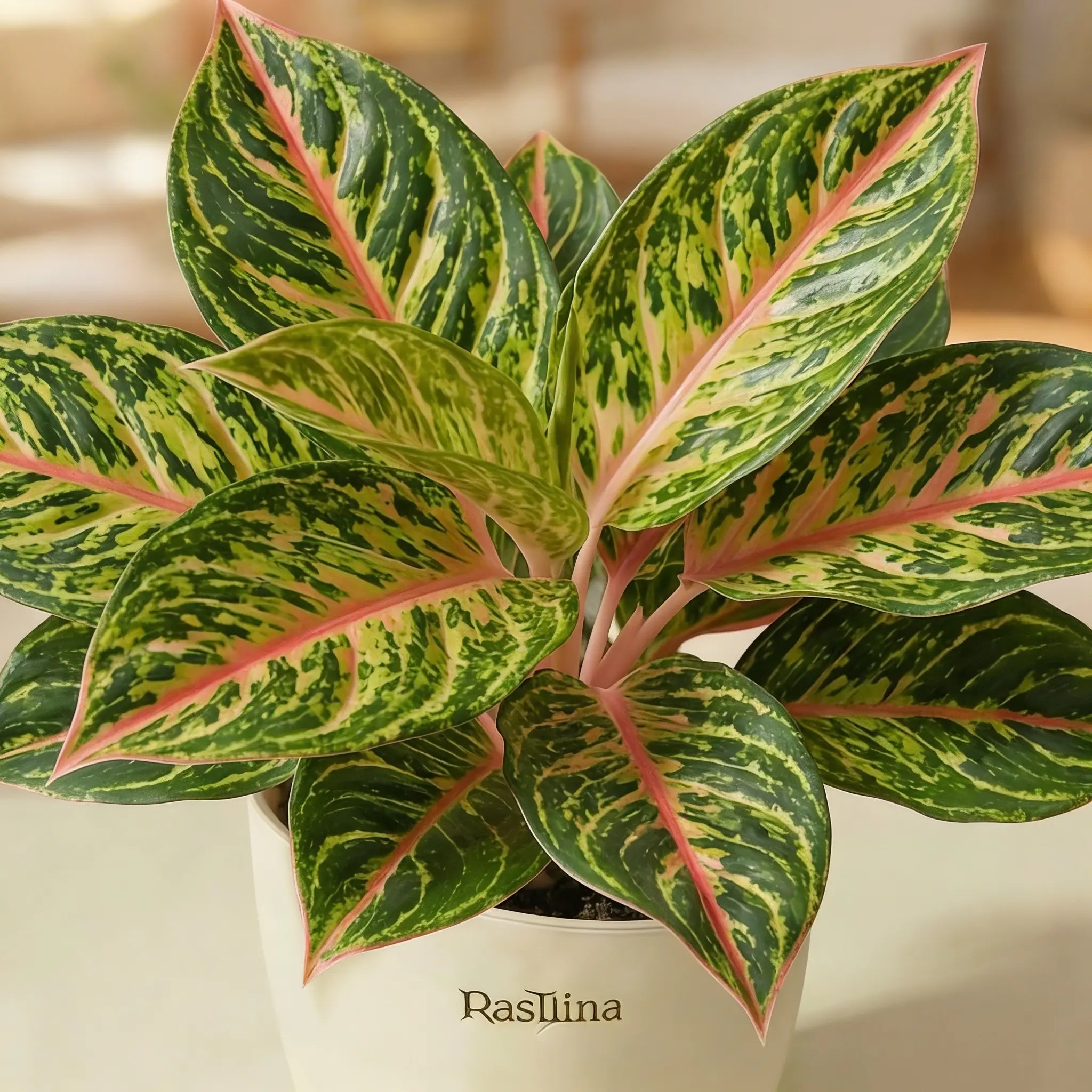 Aglaonema Rotundum Hybrid Peacock