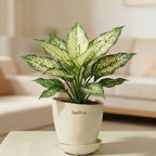 Aglaonema Chinese Evergreen