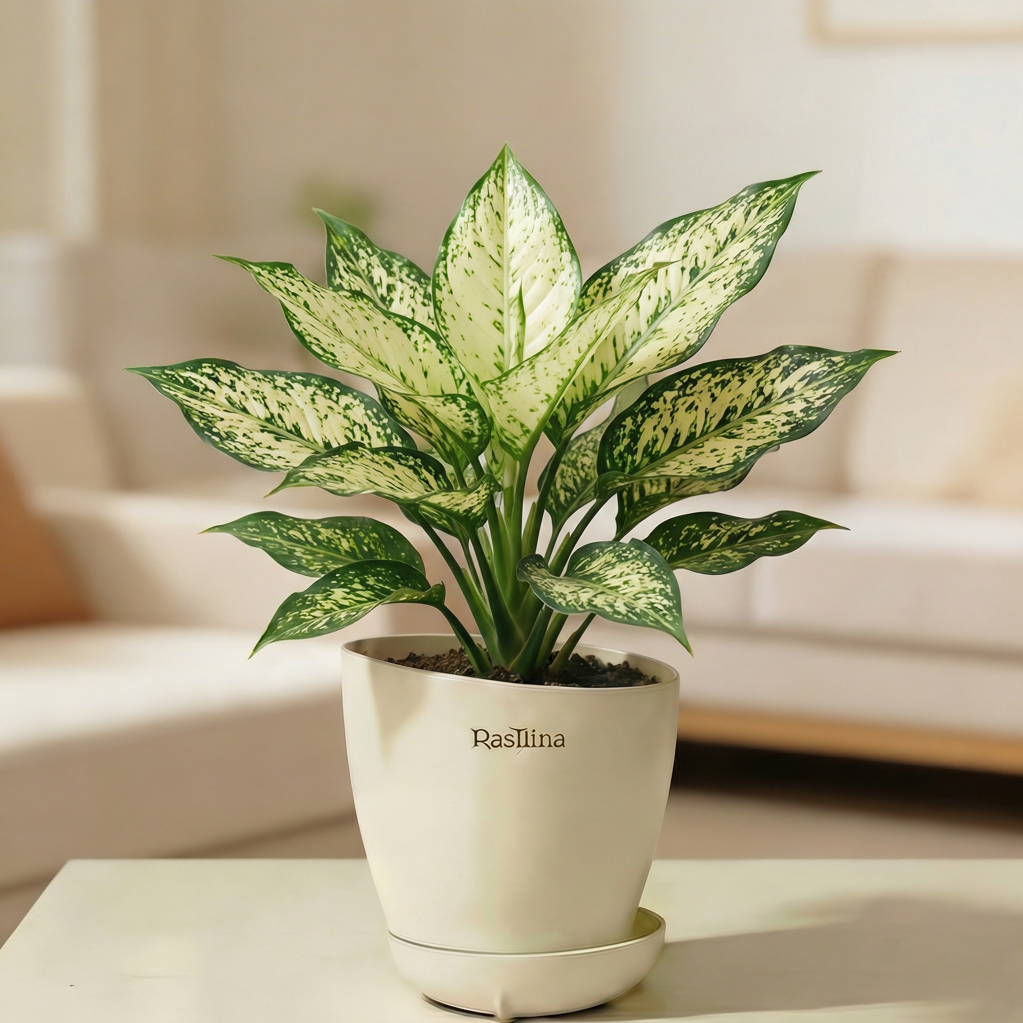 Aglaonema Chinese Evergreen