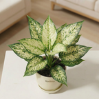 Aglaonema Chinese Evergreen